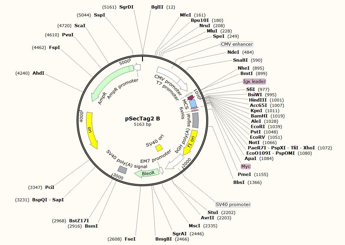 pSecTag2 B载体图谱